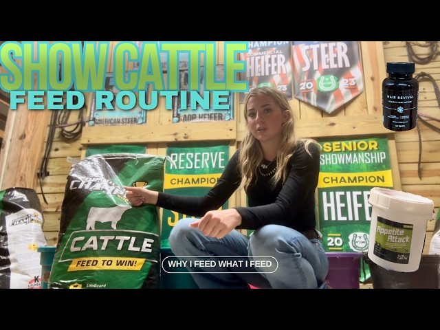 Feed Time for my Show Cows! What I feed and how much.