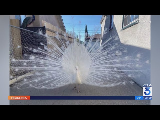 Beloved neighborhood peacock in Pasadena beaten by mailman