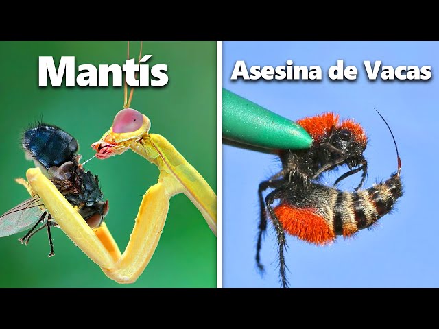 I Built Homes for Exotic Insects...