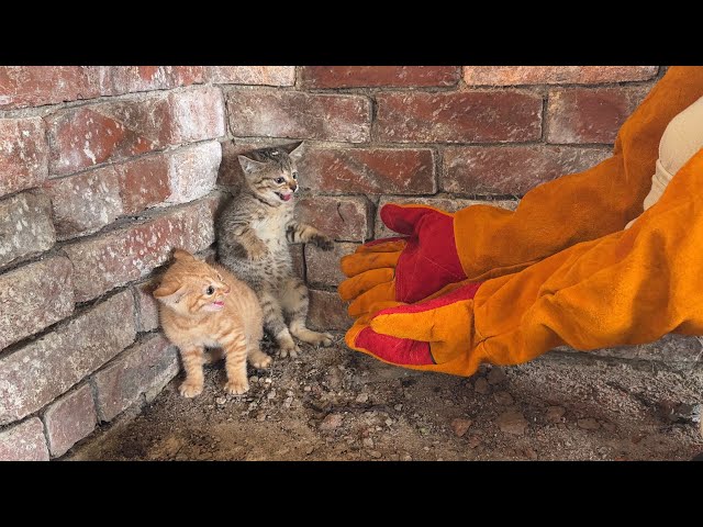 This is truly the fiercest kitten in the world! From strangers to best friends.The meanest cat
