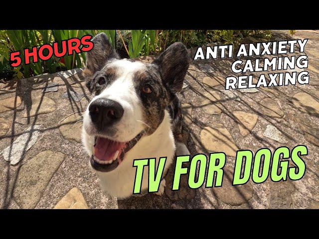 The Ultimate 5 Hours Dog Entertainment! Music & Videos for Dogs - Relaxing and calming DOG TV #dogtv