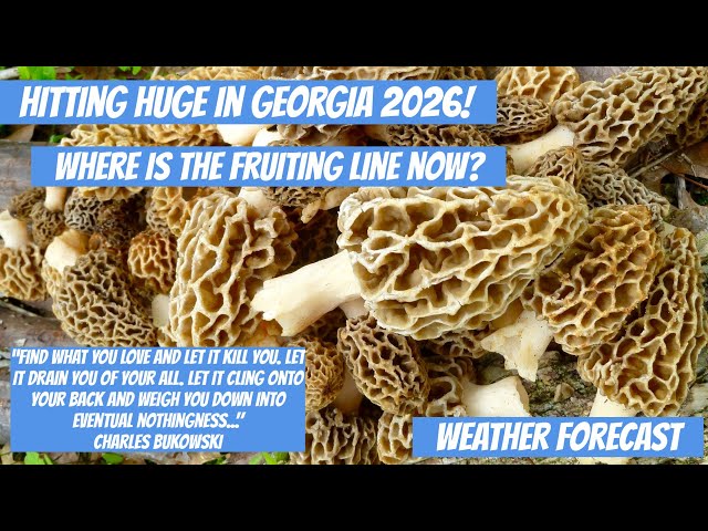🔥2026 MOREL Progression🔥#mushroom, #morelhunting, #foraging