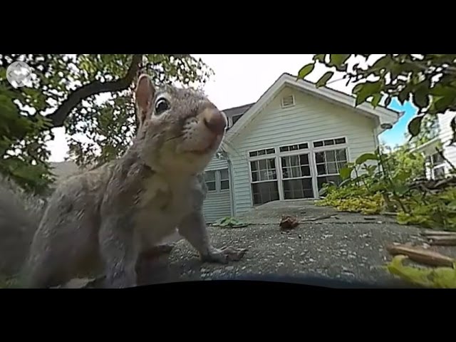 5/12/2016 -- 360 Degree Camera Test -- Outdoors -- birds , squirrels and blue skies