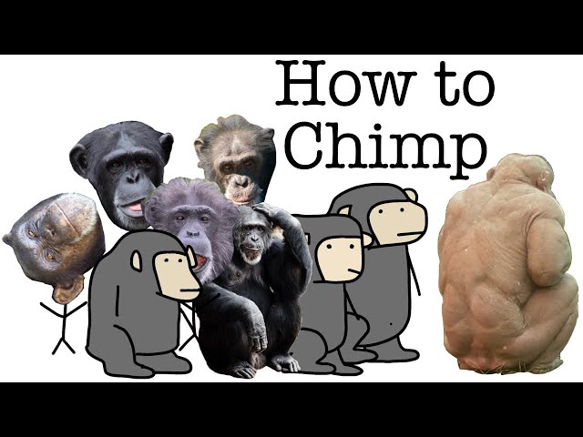 Your Life as a Chimp