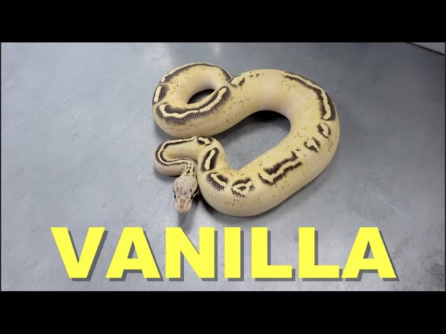 Featured Morph | Vanilla Ball Python !! With King Austin