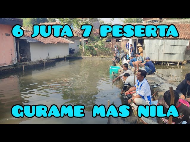 Fishing package price 6 million..!! 70 gourami carp and 7 tilapia participants