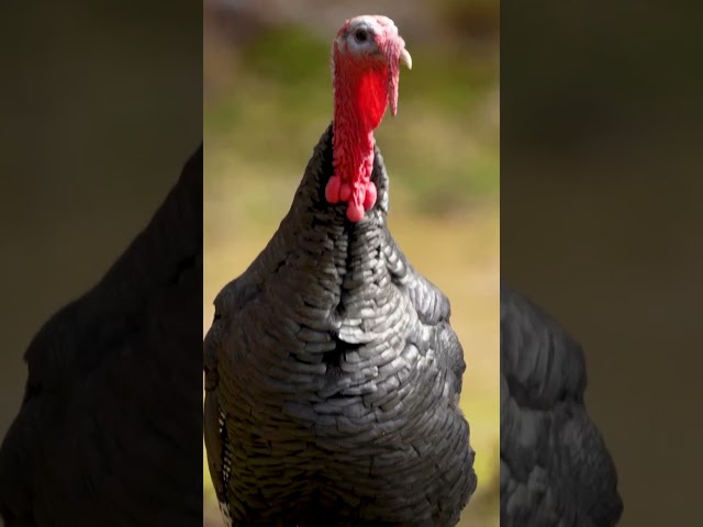 Think Turkeys are just dinner - think Again! #turkey #birds #shorts