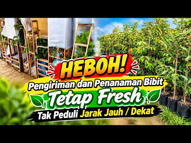 INCREDIBLE! Superior Fruit Seedling Center - Shipping Fruit Seedlings Nationwide with Secure Pack...