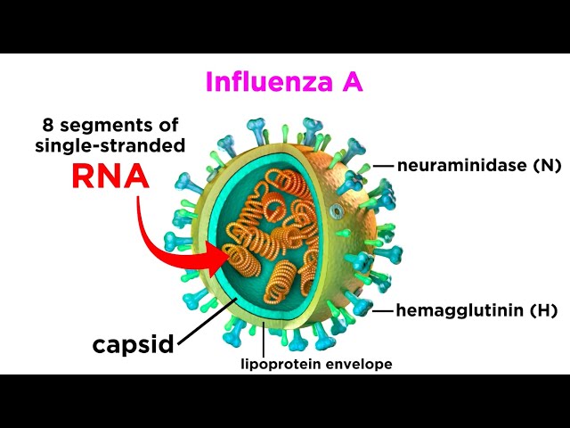 Influenza (The Flu)