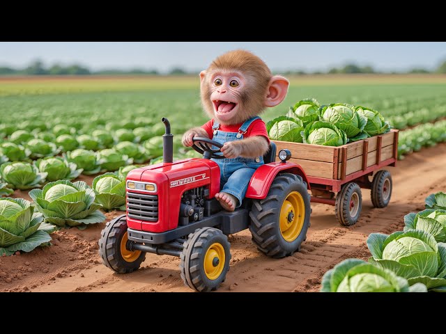 🐒🚜 Monkey Nana’s Hard Journey Caring for the Cabbage Garden Finally Pays Off! 🥬🌞 – NANA MONKEY LIFE
