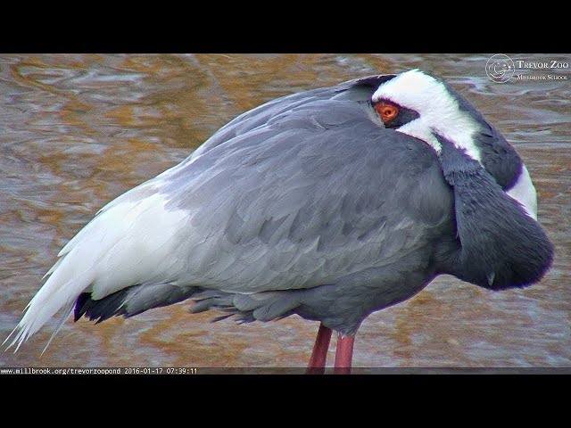 Trevor-Lovejoy Zoo Pond LIVE