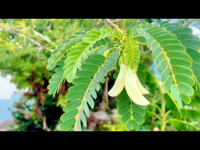 My Secret Garden in Curaçao: What I do when I’m not traveling!