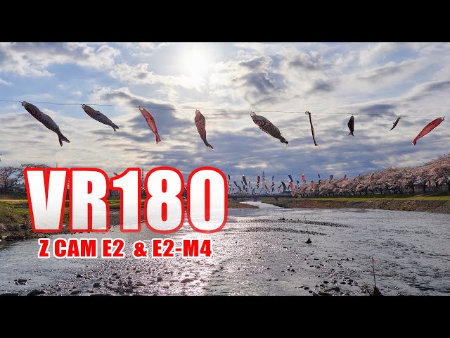 [VR180]Cherry trees and koi carp streamers VR [5.7K Z CAM E2]