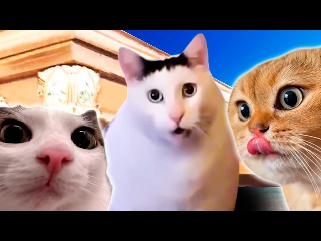 MEME CATS  Coffin Dance Song (COVER) - Funny Cat Animation & Music Production