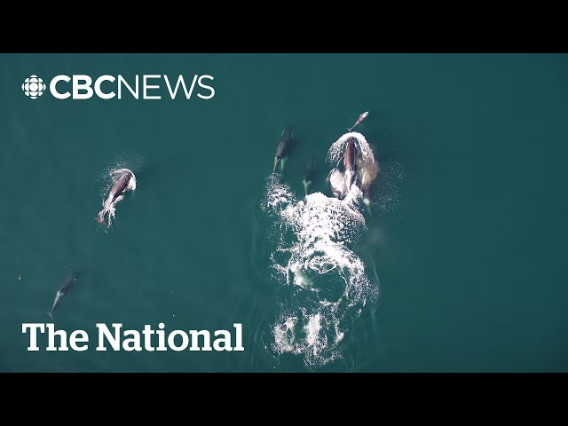 Orcas and dolphins teaming up to hunt salmon