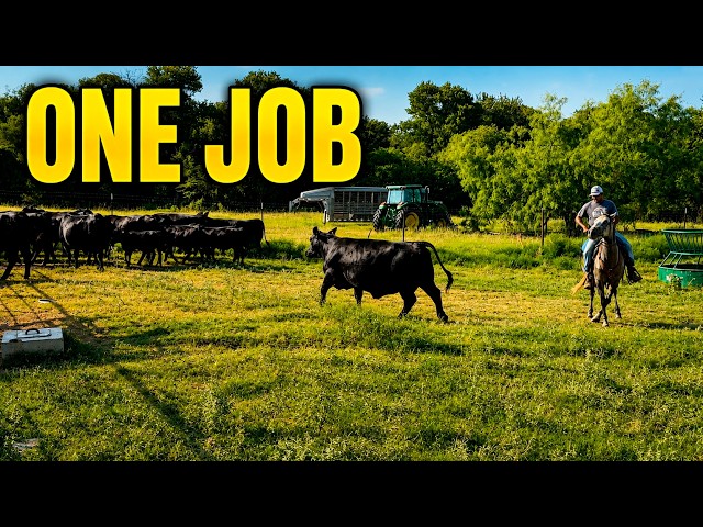 We Moved the Whole Herd for One Job
