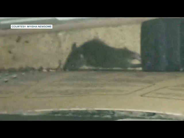 Allentown tenant says rats invaded her apartment, forcing her and young daughter to leave