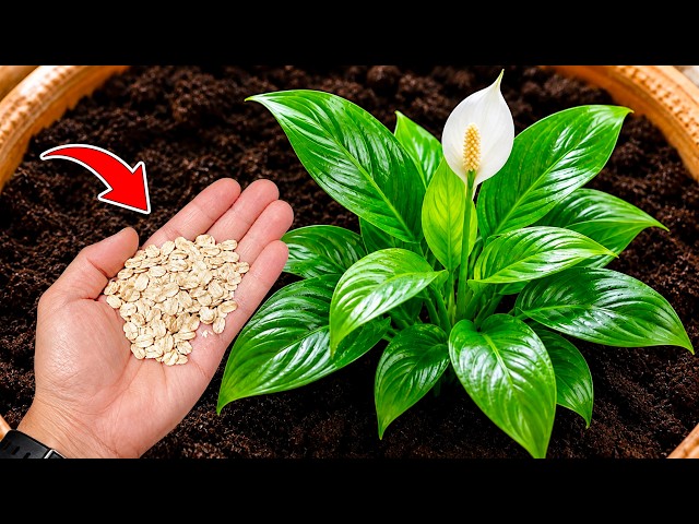 🌸My Peace Lily Wasn’t Blooming… Then I Tried This!