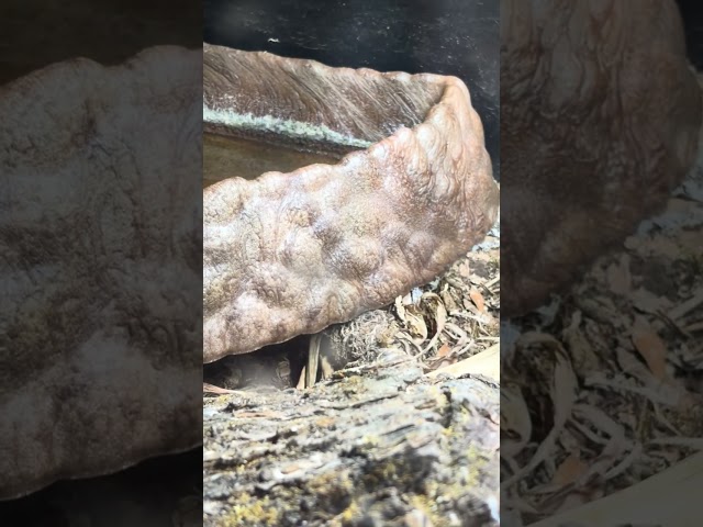 Rambling while my ball python sheds