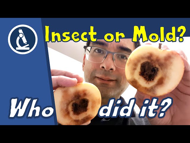🔬 115 - How to look at a ROTTEN APPLE under the microscope
