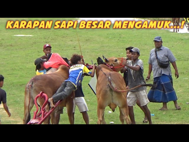 Karapan Sapi Besar Mengamuk Saat Latihan Di Lap Asemanis Pamekasan. 