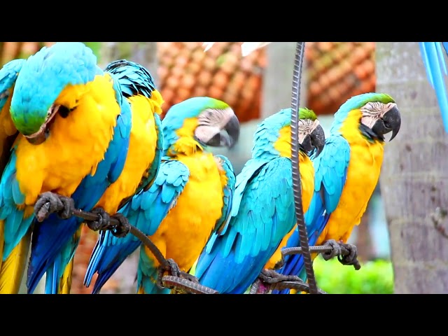 Parrot free stock video Free for use & downloud | Pristix Vision