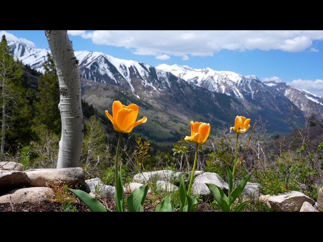 Beautiful Relaxing Music, Peaceful Soothing Music, "Spring Wilderness Wanderings " by Tim Janis