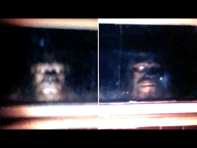 Trail Camera Footage That Could Finally Prove Bigfoot Exists