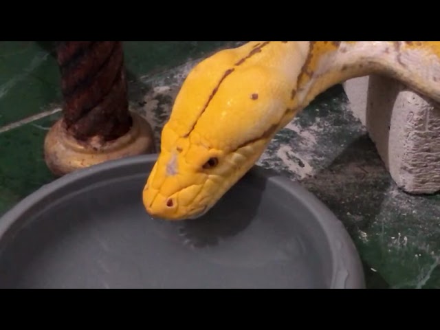 Chiro drinking fresh water #python #snake #mukbang #reticulatedpython #reptiles #animals #wildlife 