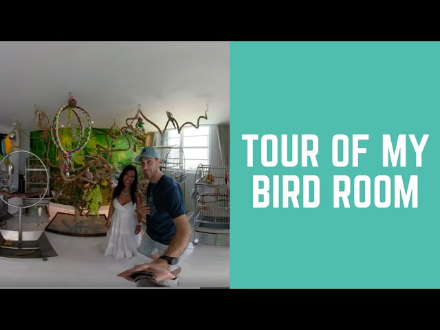 TOUR OF MY BIRD ROOM - 360 VIRTUAL REALITY VIEW