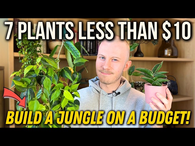7 Incredible Plants That Cost Less Than $10 | The Best Budget-Friendly Houseplants