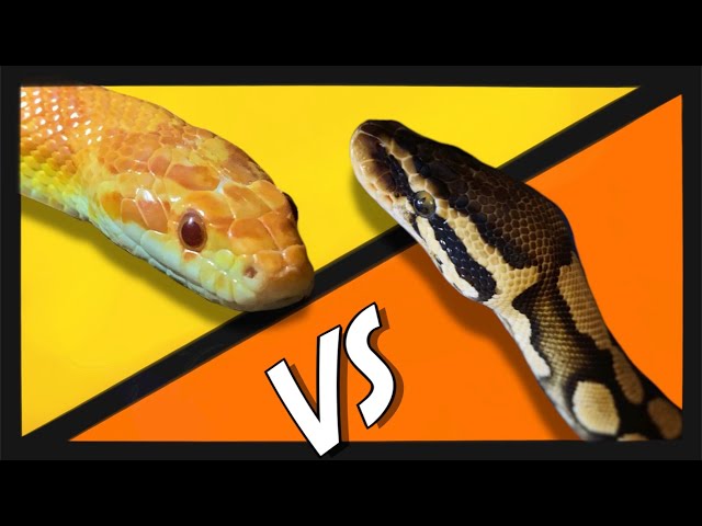Ball Pythons VS Corn Snakes