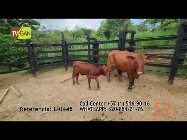 2021 VACAS BEEFMASTER L-0448
