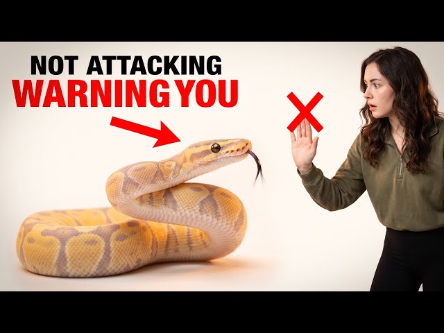 Your Snake Isn't Attacking You — It's Warning You