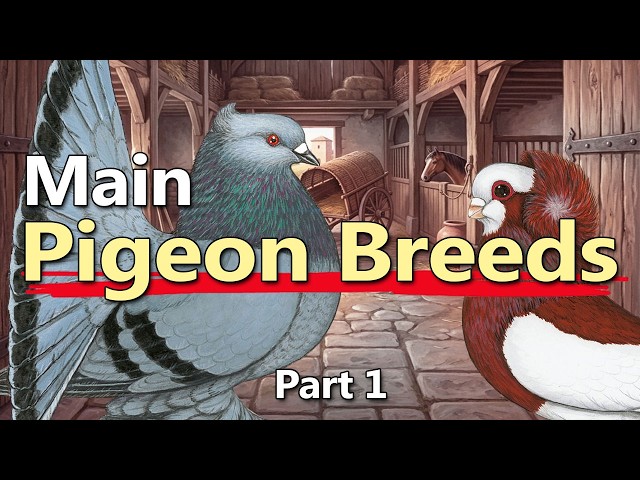 All Fancy Pigeon Breeds you NEED to Know