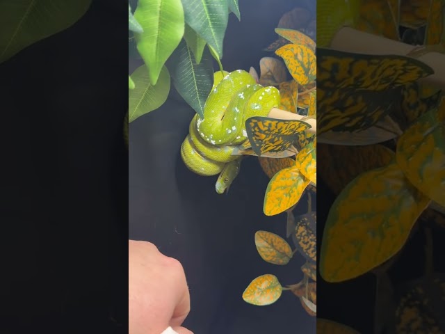 Green Tree Python Vet Visit 