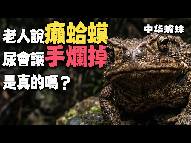 老一輩常說癩蛤蟆(中華蟾蜍)的尿碰到手上會爛手，這是真的嗎？難道真是生化武器嗎？| 動物科普