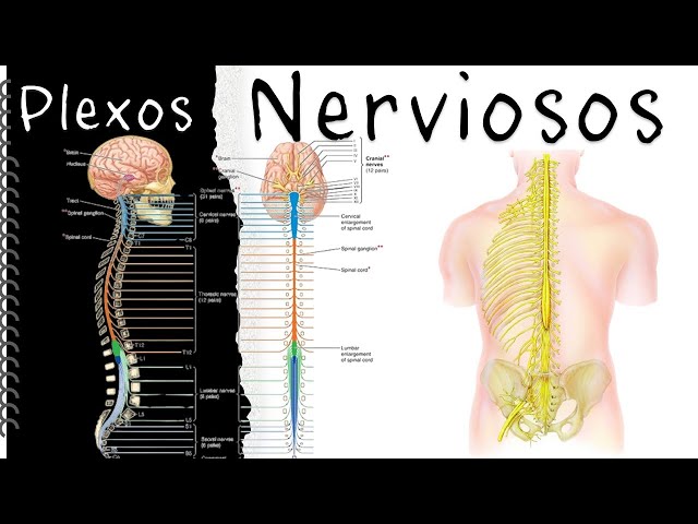 Nerve plexuses - Easy and educational