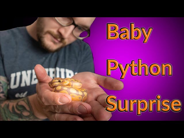 Our Best Baby Ball Python Clutch Ever | Emotional Surprise Egg Cutting