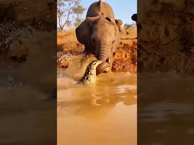 Elephant Gets Its Trunk Grabbed by a Python in the Wild