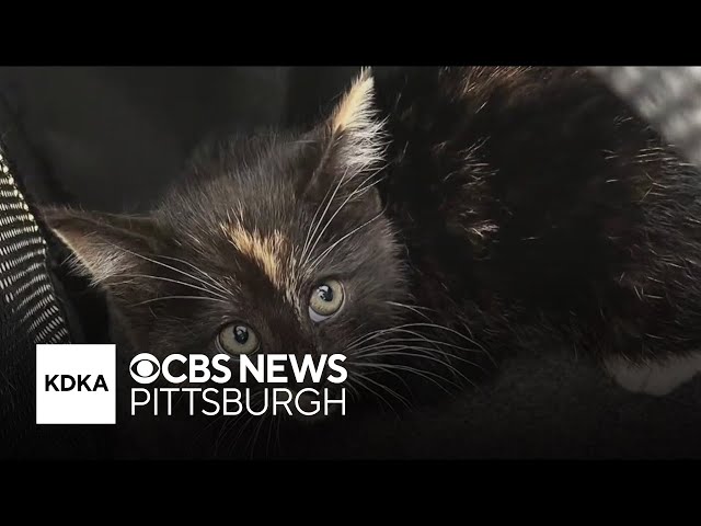Kitten hitchhikes over 100 miles through Pennsylvania