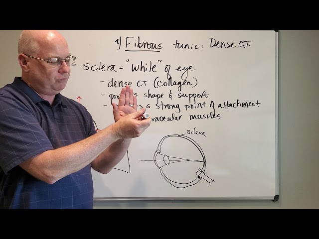 Professor Long - Visual Physiology Lecture 2, Fibrous and Vascular Tunics