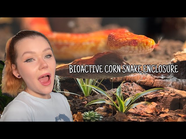 Setting up a BIOACTIVE CORN SNAKE enclosure!