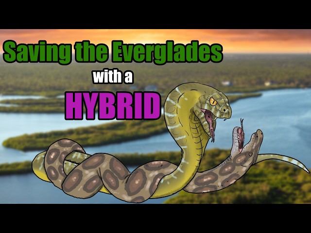 Saving the Everglades from the Burmese Python Invasion with a Hybrid