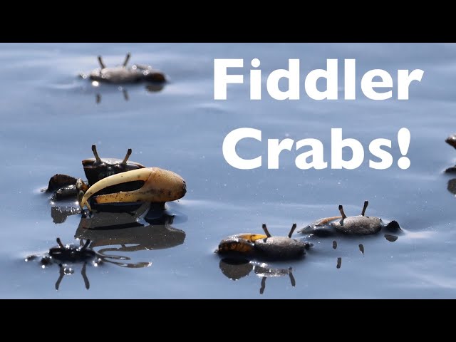 Meet the Fiddler Crab!