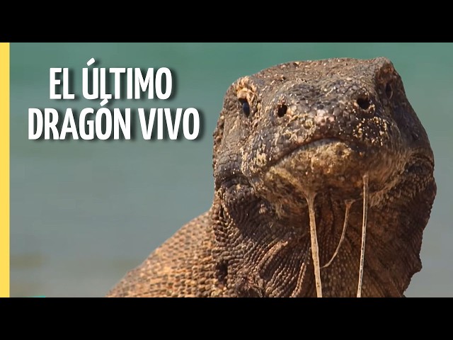 El Dragón más Peligroso del Mundo | Episodio Completo