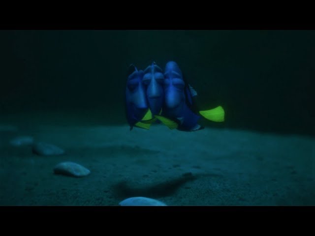 Finding Dory - Dory Finally Finds Her Family