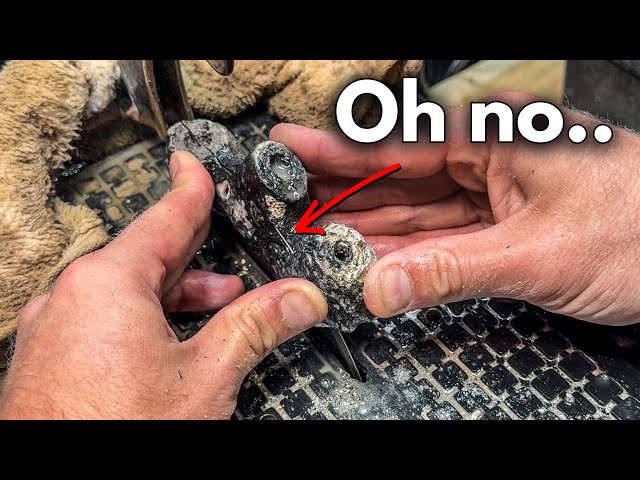 Did I RUIN this Rare Fossil?! (Agatized Coral)