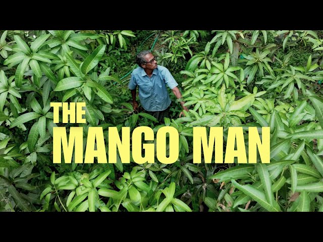 Meet the Farmer Saving 700+ Mango Varieties in Kerala