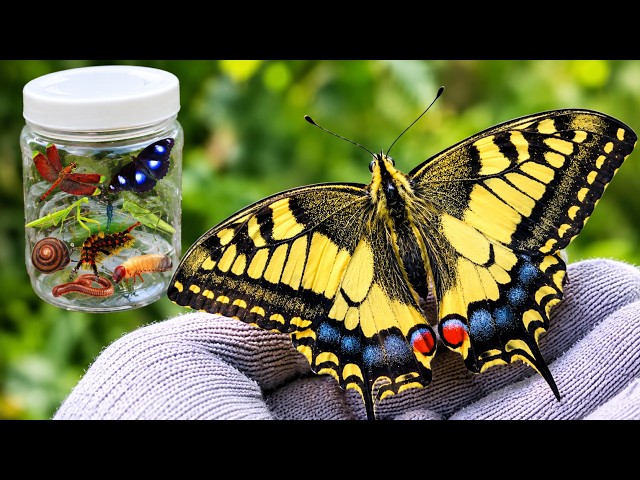 A Full Day of Bug Hunting at Home — Butterflies, Mantis, Dragonflies & More